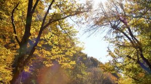 Хусейн Бетельгериев - Цхьа гуьйре йог1ур йу ♪