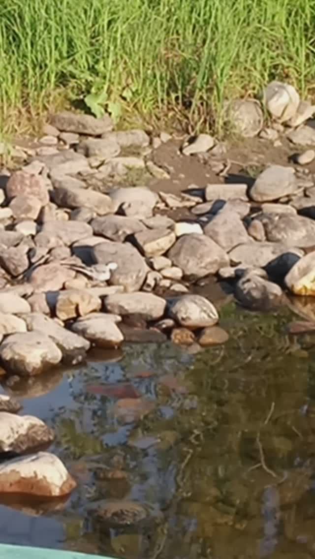 Эта трясогузка следит за мной This wagtail is watching me смотреть онлайн