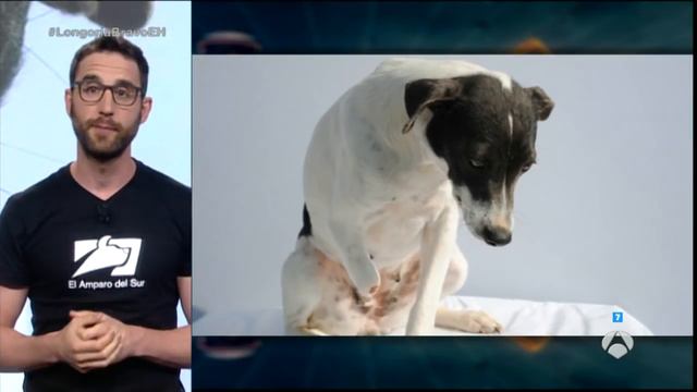 Dani Rovira presenta a Sol, la perrita que sobrevivió tras días atrapada - El Hormiguero 3.0 смотреть онлайн