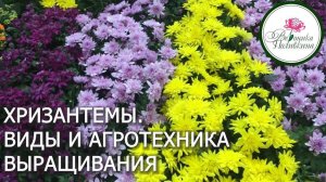 Хризантемы: виды, агротехника выращивания