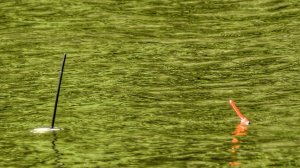 РЫБАЛКА У ДОМА НА ПОПЛАВОК! НАКИДАЛ ПШЕННЫХ,, БОМБ,, И ПОНЕСЛОСЬ!