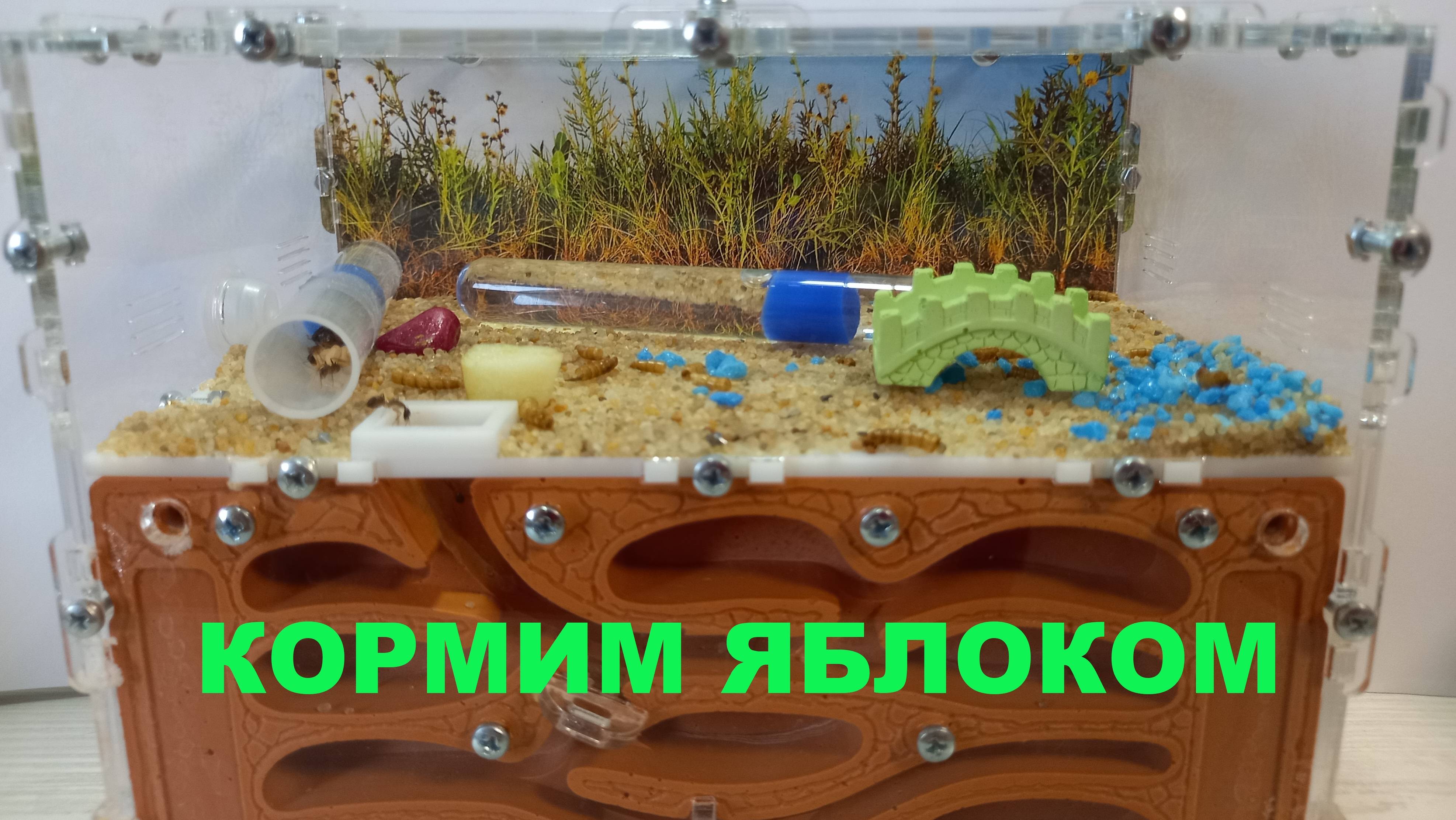 Муравьи 10 серия кормим ЯБЛОКОМ