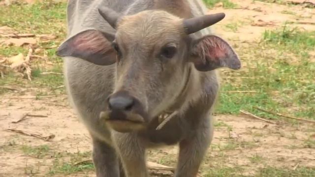 Sketching Animals in Thailand (1) Khwan Barton, wildlife artist смотреть онлайн