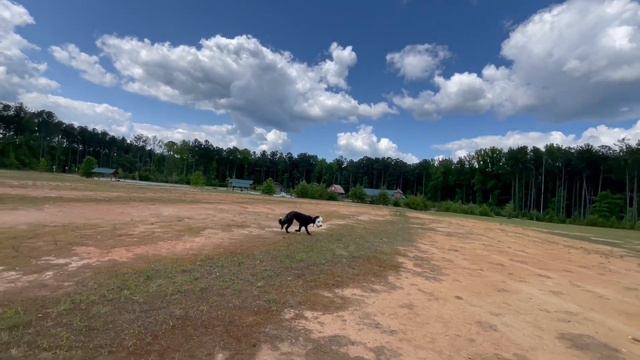 Astro | 16 Month Old Sheepadoodle | Advanced Obedience | Before & After | OverWatch K9 Academy смотреть онлайн