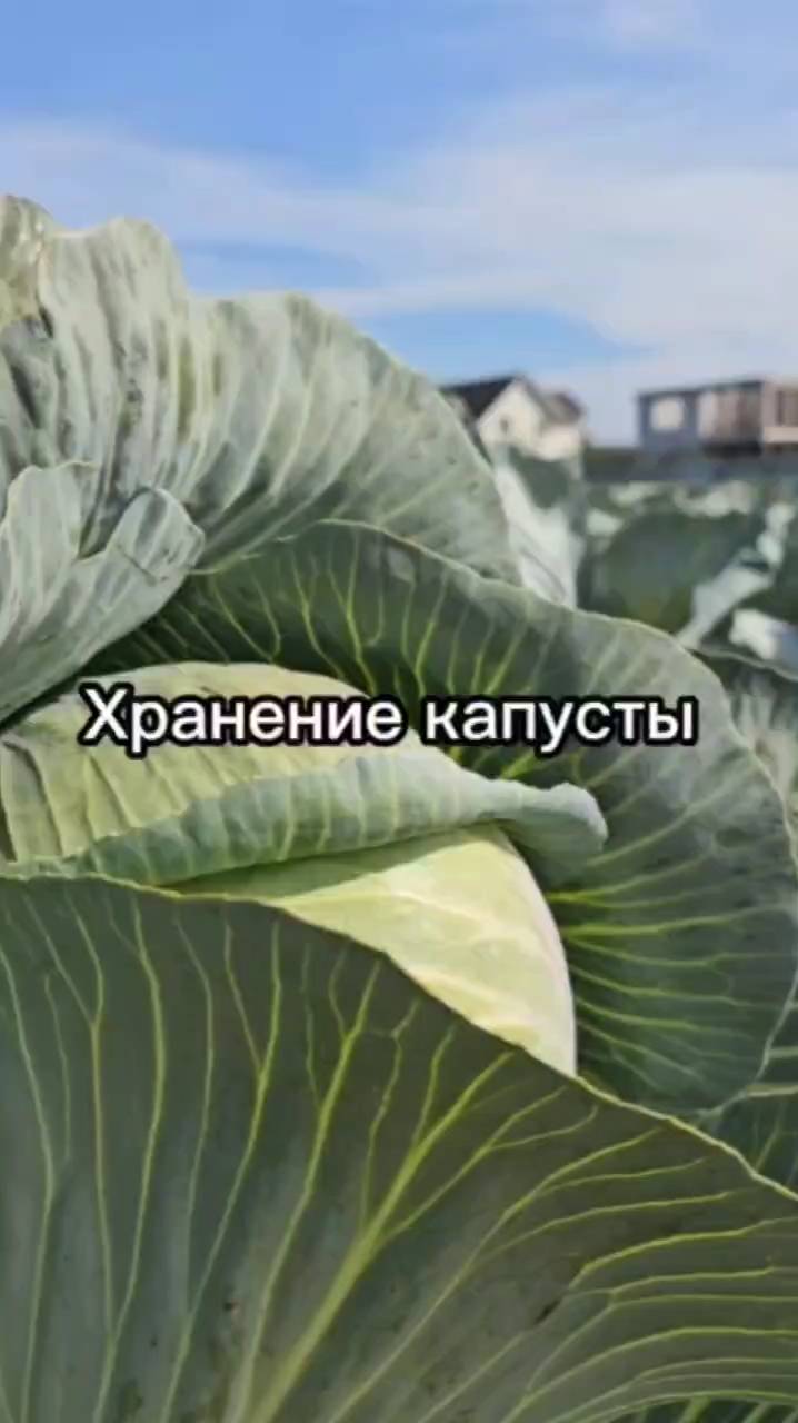 Сделайте это, чтобы сохранить капусту до весны!