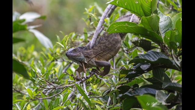 Costa Rica 2018 (Photography) смотреть онлайн