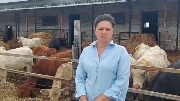 Быки абердин, лимузин и шароле в продаже!