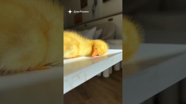 эстетика смотреть онлайн