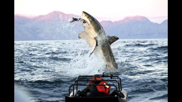 Domenico Pandolfo - Deadly Fear (Terror Sharks) [Shark Week 2012, Original Soundtrack] смотреть онлайн