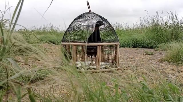 kala teeter ki awaz black Pigeon смотреть онлайн