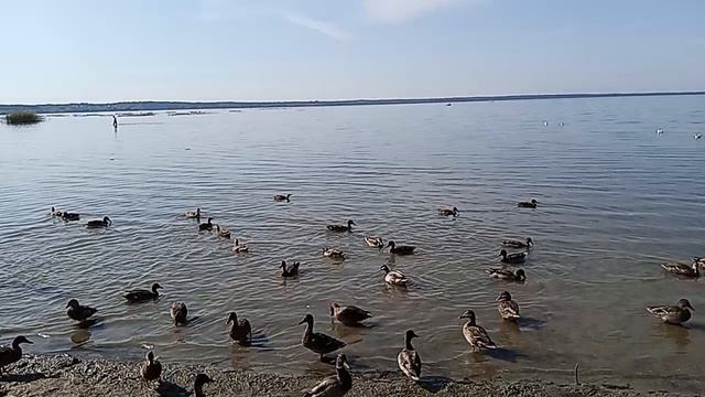 1000086072.mp4Утки на озере "Плещеево",Ярославская область,Переславль-Залесский смотреть онлайн