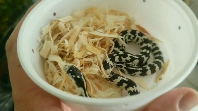 Unboxing snakes that came in from Walter Smiths Captive Creations and Morphmarket!!!! смотреть онлайн