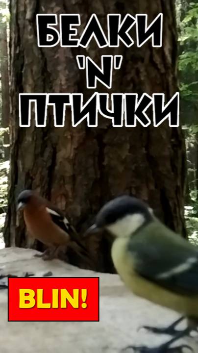 БЕЛКИ-ПТИЧКИ - Поближе