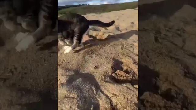 Котику впервые показали море и пляж смотреть онлайн