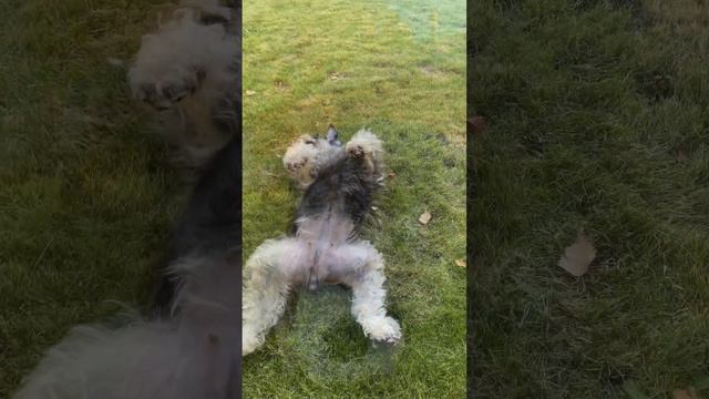 ЦвергшнауцерДори смотреть онлайн