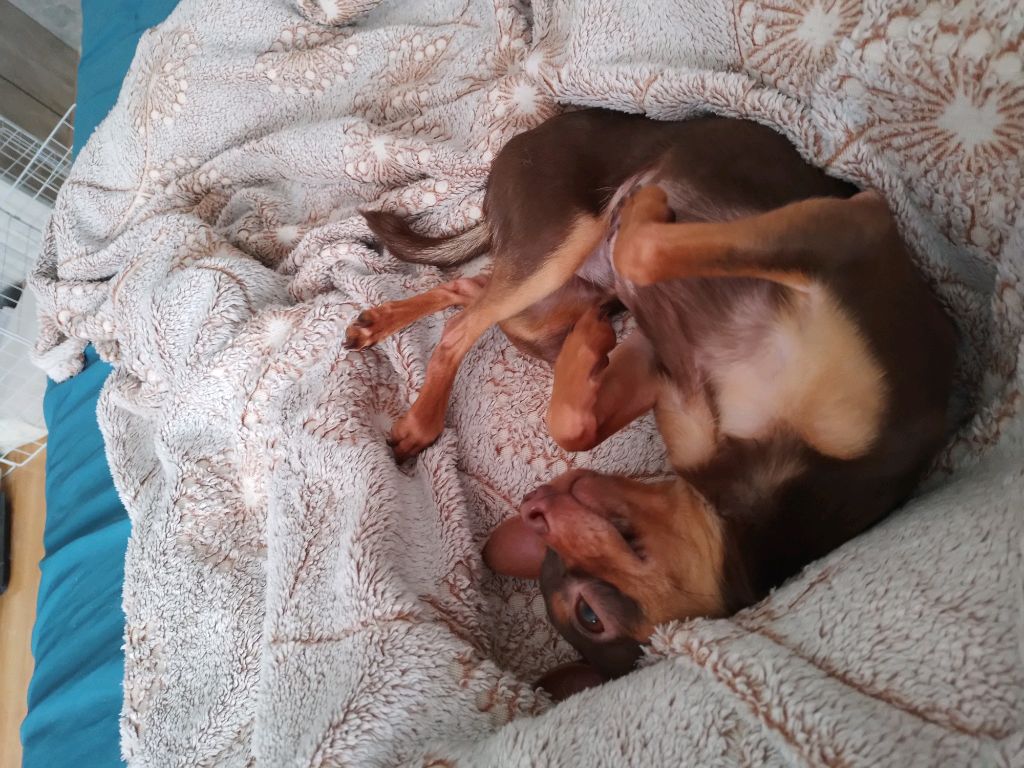 обзор на пенал