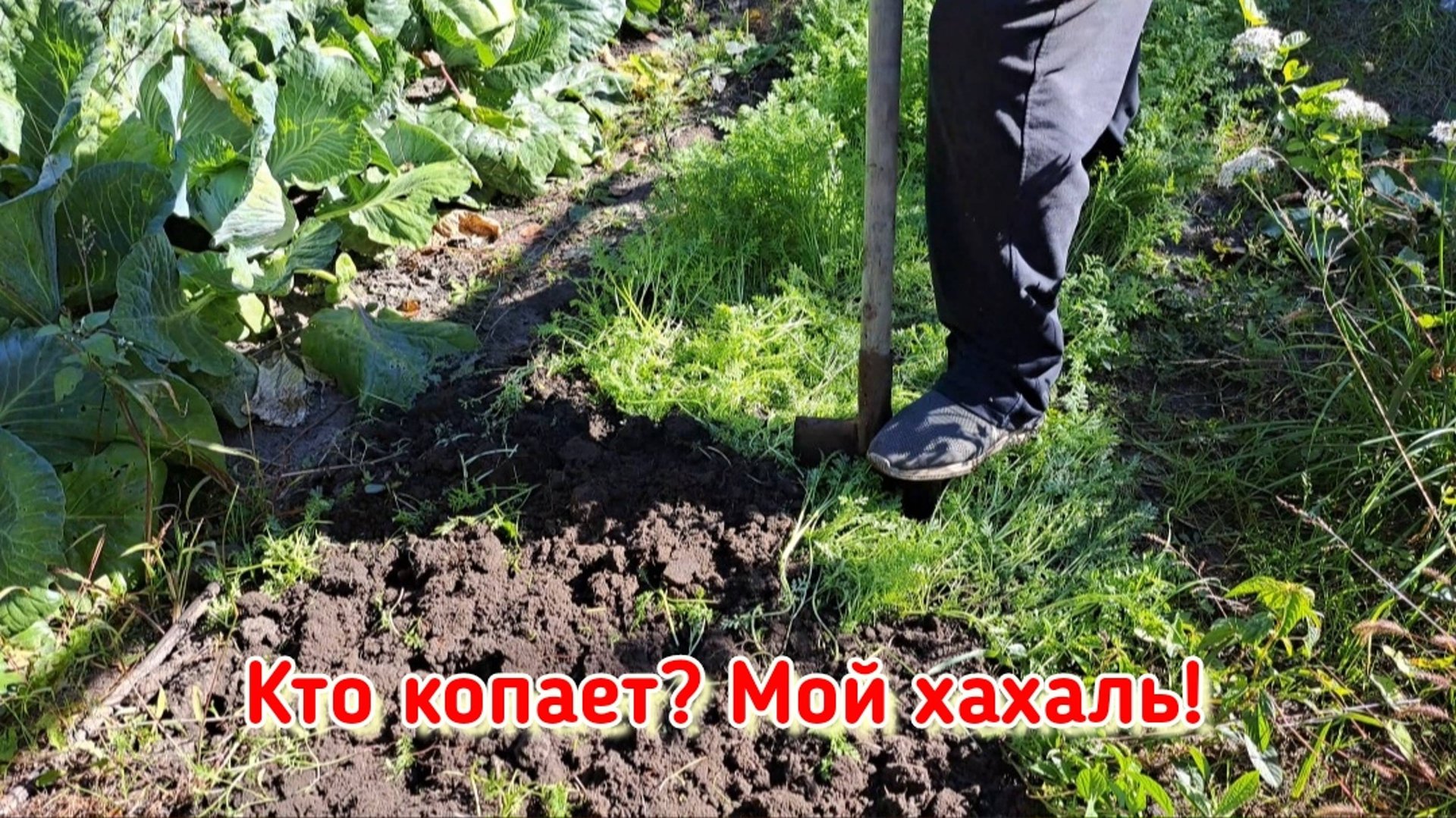 Свёклу с морковкой выкопали, грядку под чеснок подготовили, ну... и ещё кой-чё.