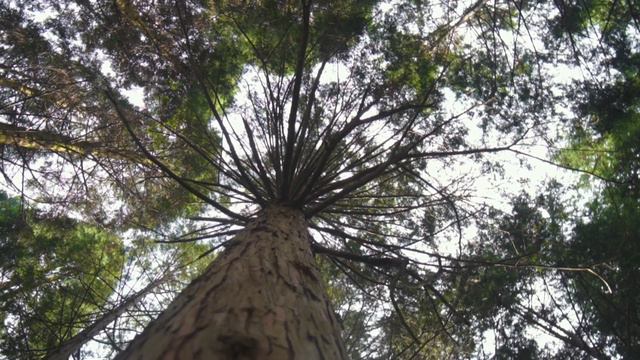 Canyoning Tour in Japan! | A Day Trip from Takayama Town смотреть онлайн