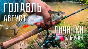 ГОЛАВЛЬ В АВГУСТЕ! Ловля на личинки. Рыбалка с TENRYU Rayz 632S-L на малой реке.
