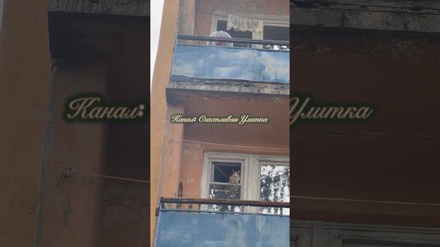 Концерт во дворе смотреть онлайн