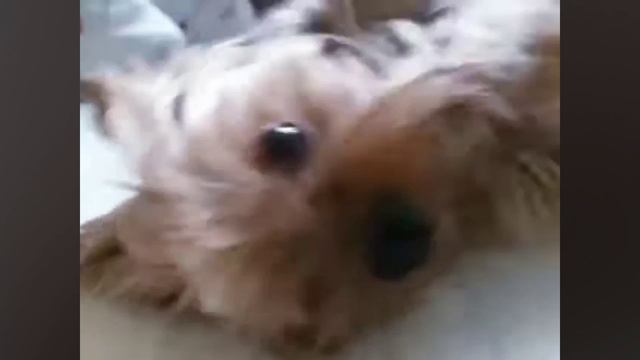Лакуша❤️ смотреть онлайн