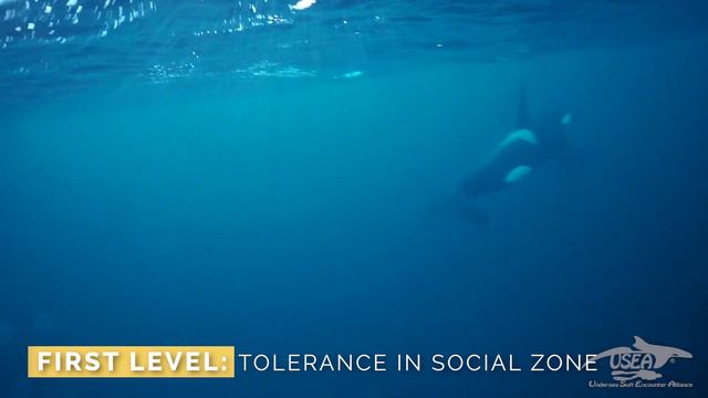 BASE OF USEA - SOCIAL ZONE OF KILLER WHALES смотреть онлайн