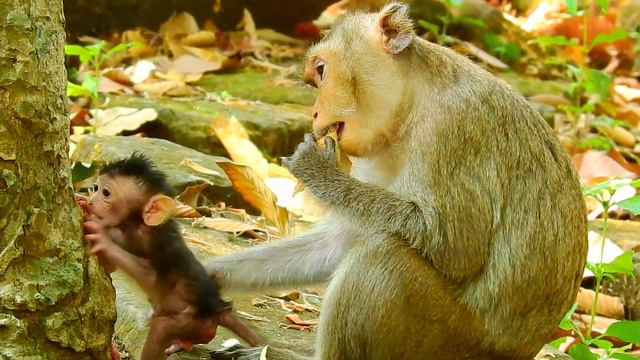 Baby Anya has big ambition to do without mom help смотреть онлайн