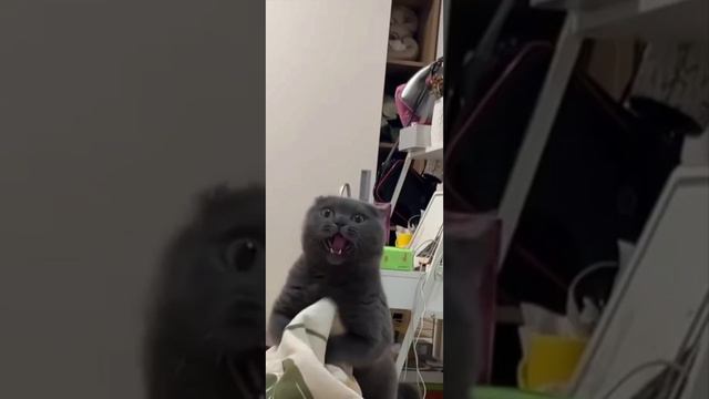 Ваш кусь загружается смотреть онлайн