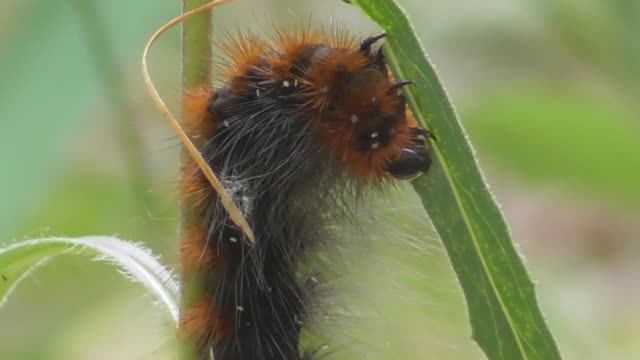 Гусеница. Медведица-кайя ( Arctia caja ) смотреть онлайн