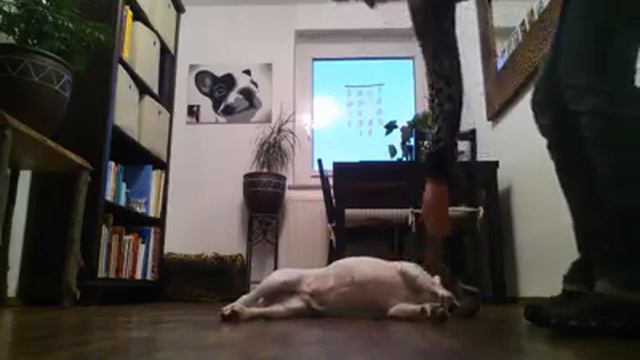 Lol hund versteht alles!🐩 смотреть онлайн
