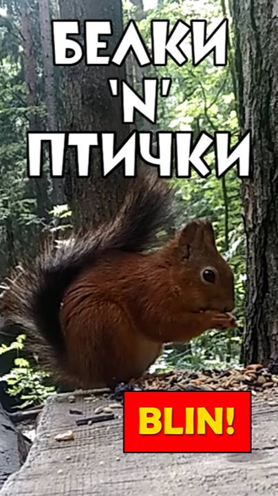 БЕЛКИ-ПТИЧКИ - Подойди