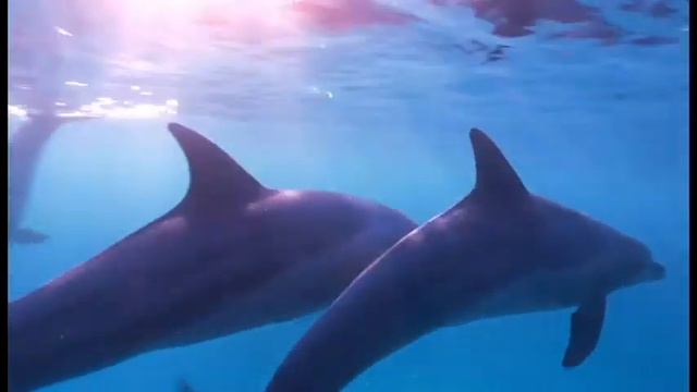 Riyadus Saliheen Chapter 2 : Repentance (English) смотреть онлайн