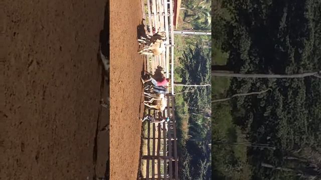 Vacina na Fazenda do José Oreste, São José - Fortuna - Ma смотреть онлайн