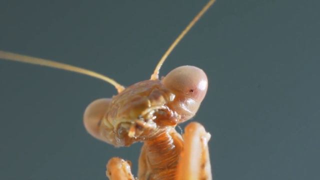Do Praying Mantises Really Eat Their Mates? 5 Myths Debunked смотреть онлайн