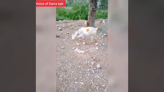 Darra Adam khel butefull velog My village смотреть онлайн