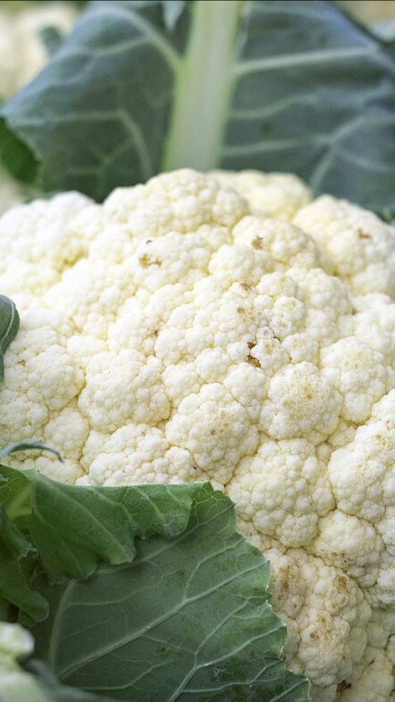 Цветная капуста не подвела. смотреть онлайн