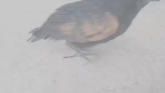 Perkembangan Burung Bubut Alang-Alang / Lesser Coucal / Centropus bengalensis javanensis #bubut смотреть онлайн