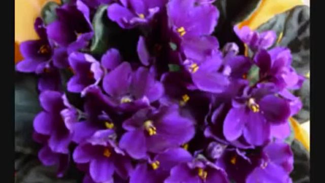 ADEUS RIOS ADEUS FONTES -Amancio Prada- смотреть онлайн