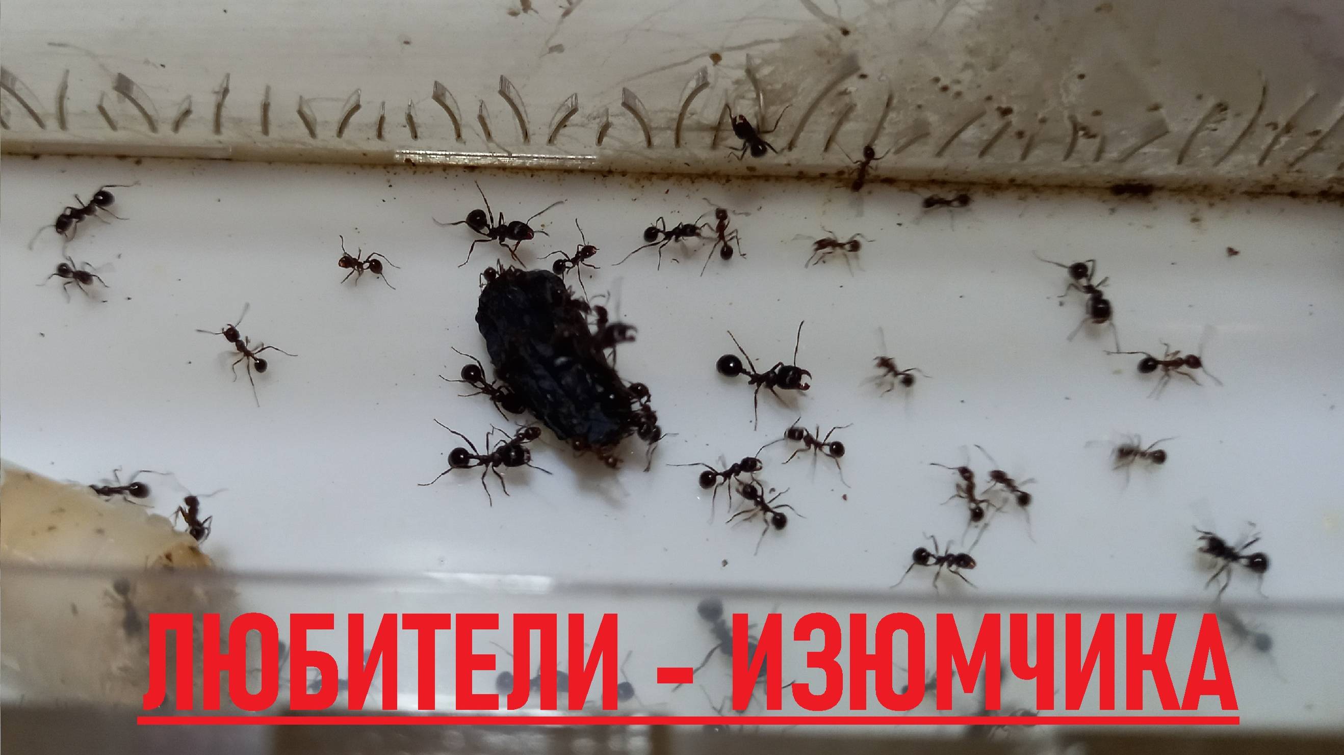 Муравьи 13 серия Муравьи любят ИЗЮМ