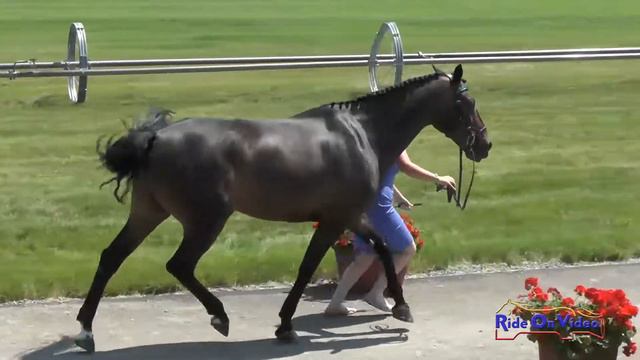 728J1 Kathryn Canario on Ringwood Little Imp NAJYRC CCI1* FEI Jog 1 Rebecca Farm July 2017 смотреть онлайн