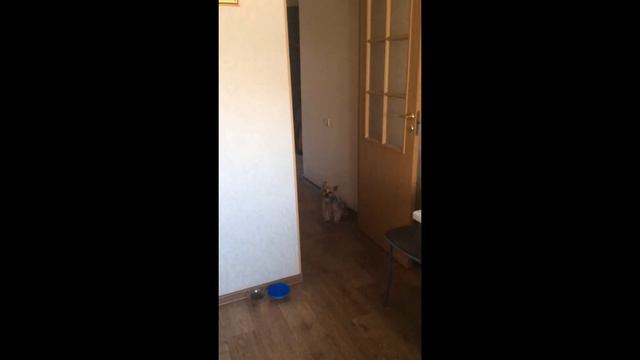 Вот так моя Лола "любит" купаться смотреть онлайн