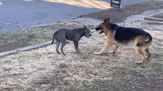 Dog fight!!! Pit bull vs German shepherd смотреть онлайн