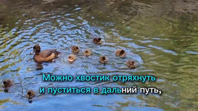 Уточки из Царского села. Танец утят на мотив Я свободен смотреть онлайн