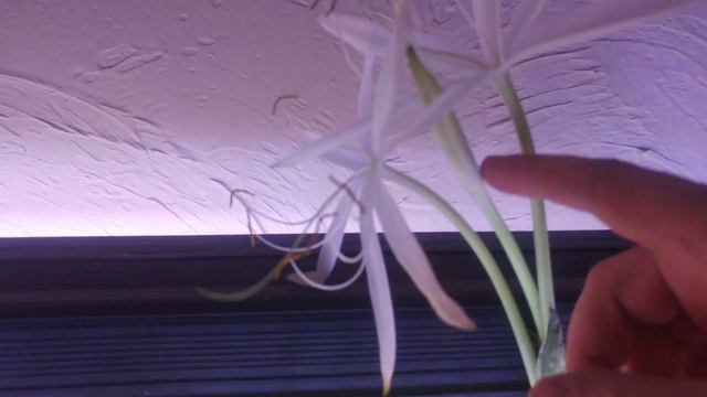 Crinum Natans bloom - Part 2 смотреть онлайн