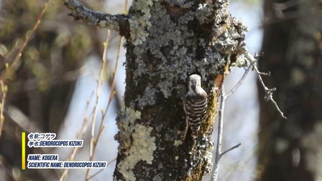 2022Wild bird 野鳥４月April 4K смотреть онлайн