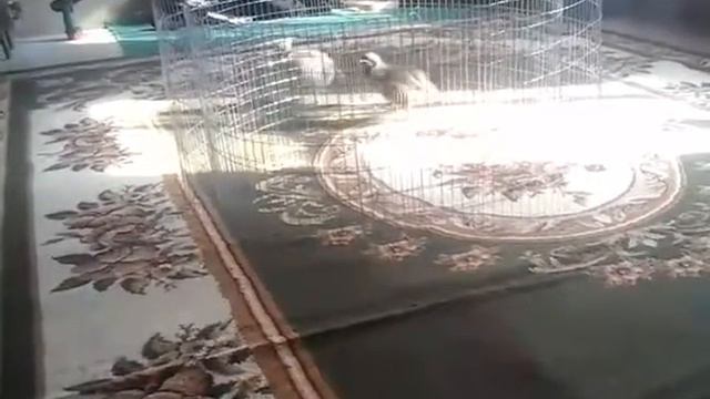 Кабги чанг ва кабги шикори Зухур файзобод смотреть онлайн