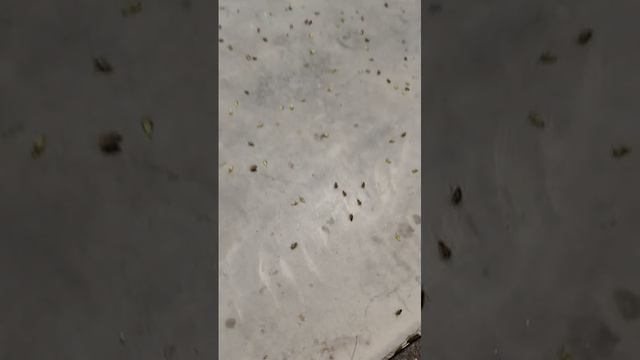В Чемале сейчас своя казнь египетская.mp4 смотреть онлайн
