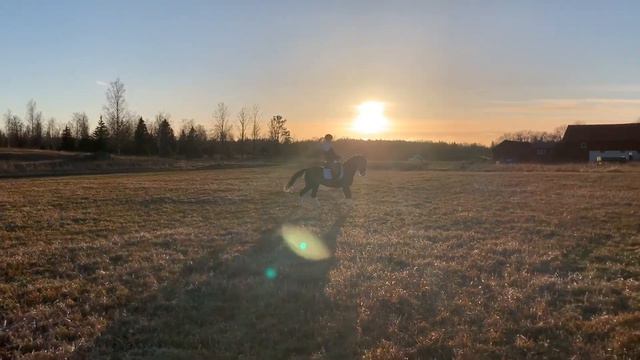 Vlagberg’s Carway || Dressage pony смотреть онлайн