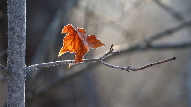 5 ОСЕНЯЯ СКАЗКА - Феликс Кривин - Читает Елена Перевезенцева смотреть онлайн