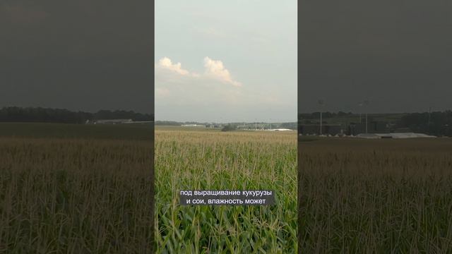 Погоду ухудшает «потеющая» кукуруза | BirdsBuild дайджест